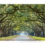 Brewster Home Fashions Ye Old Trees 8' x 118" 6 Piece Wall Mural Set BZH9235