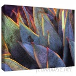 ArtWall 'Sun Succulent' by Dean Uhlinger Photographic Print on Wrapped Canvas ARWL4683
