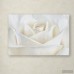 House of Hampton 'Pure White Rose' Photographic Print on Wrapped Canvas HMPT4917