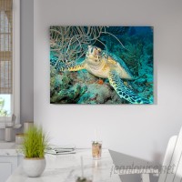 Bay Isle Home 'Turtle' Photographic Print on Canvas BYIL3778
